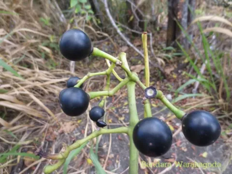 Cissus heyneana