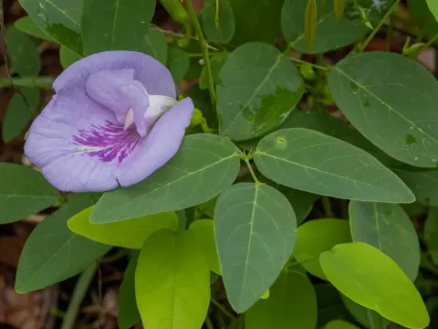 Spurred Butterfly Pea