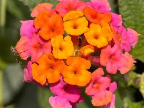 Lantana camara