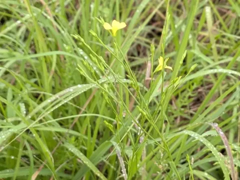Лён бороздчатый