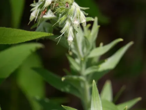 Lithospermum molle