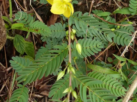 Chamaecrista kleinii