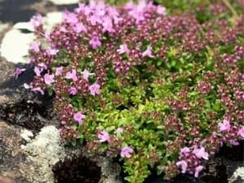 Thymus michaelis