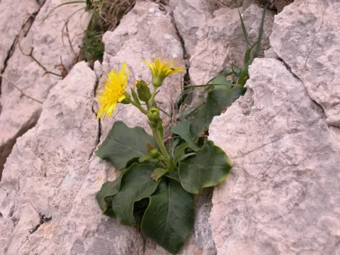 Нечуйвітер блискучий