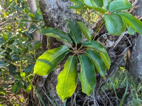 Heptapleurum