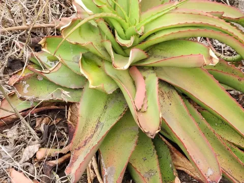 Aloe vanbalenii