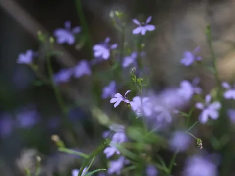 Lobelia