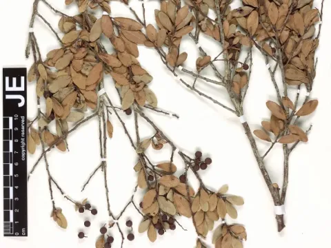 Vaccinium bissei