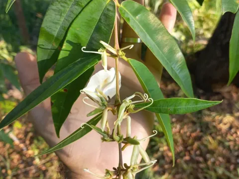 Ruizterania