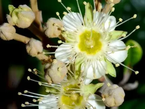 Xanthostemon graniticus