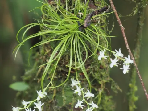 Phymatidium