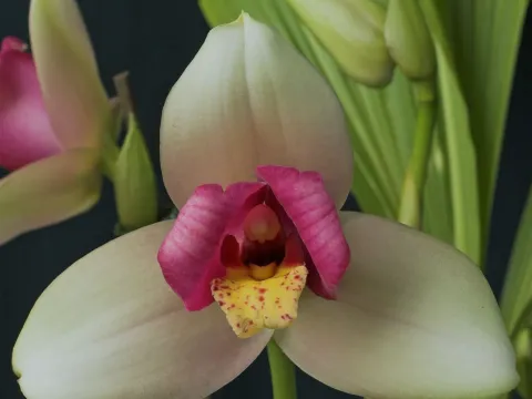 Ликамерликаста Матиаса