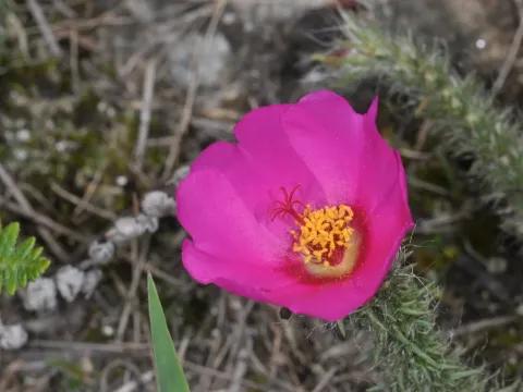 Purslane eruca