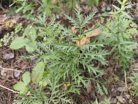 Broadleaf mugwort