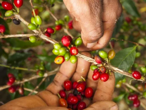 Coffea eugenioides