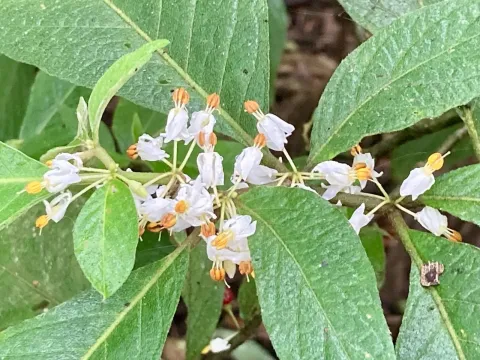 Lycianthes radiata