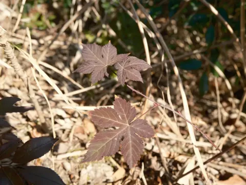Rubus chingii