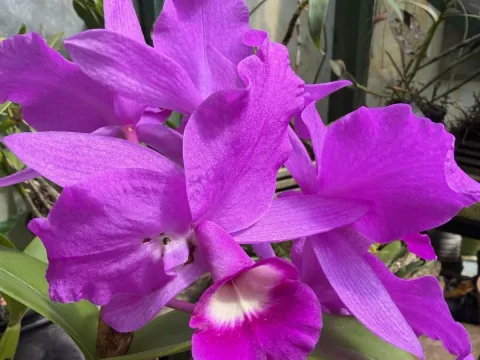 Guarianthe