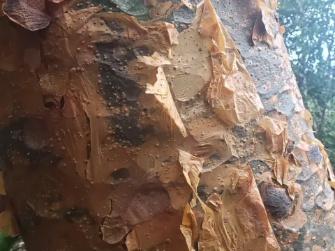Commiphora harveyi