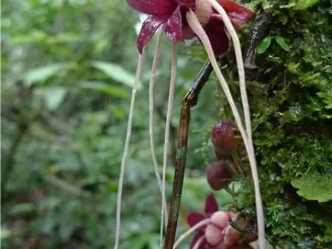 Theobroma microcarpum