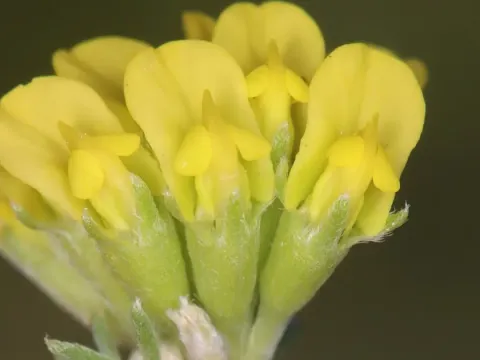 Anthyllis onobrychioides