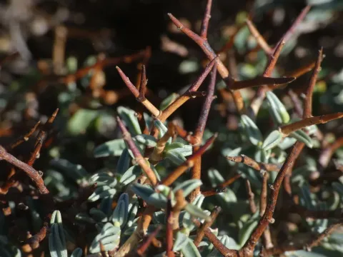 Anthyllis hystrix