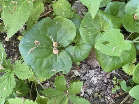 Asarum intermedium