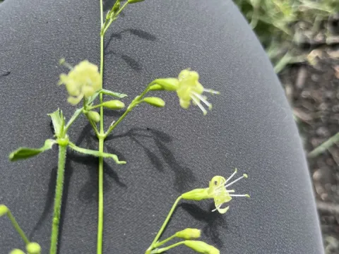 Silene saxatilis