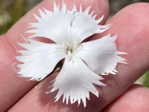 Fragrant carnation