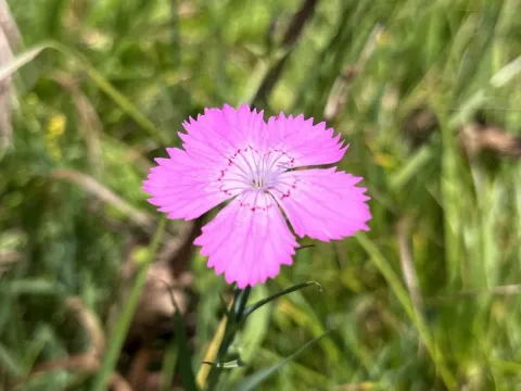 Caucasian pink
