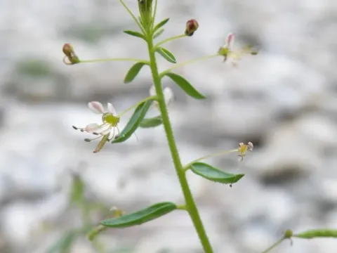 Cleome circassica