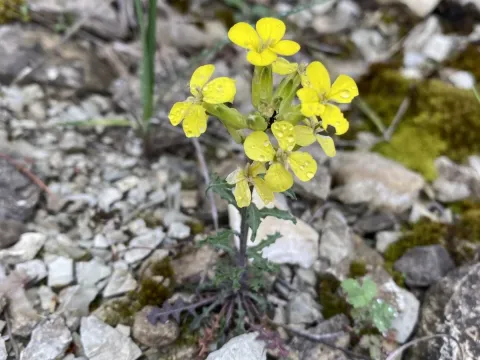 Erysimum callicarpum
