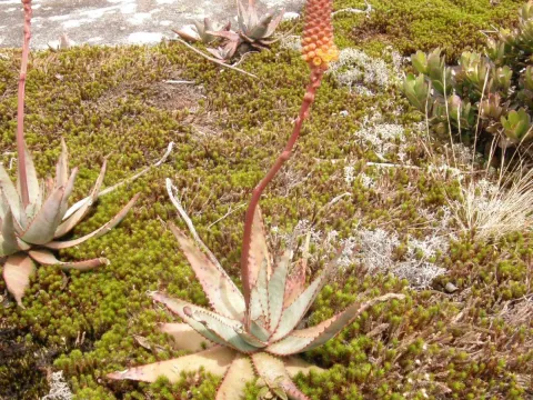 Aloe conifera