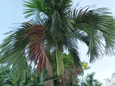 Carpoxylon