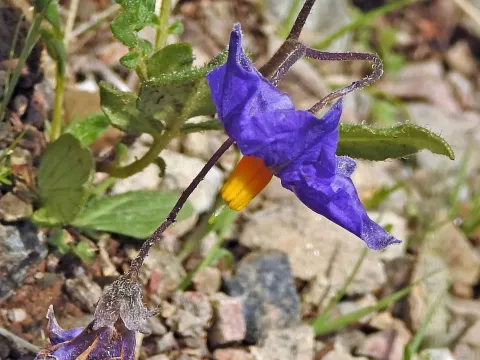 Solanum brevicaule