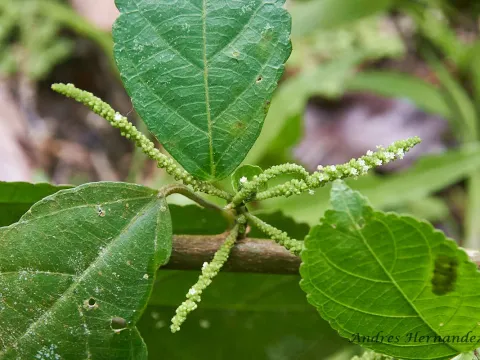Acalypha diversifolia