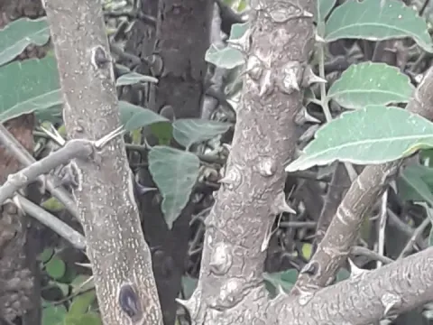 Zanthoxylum coco