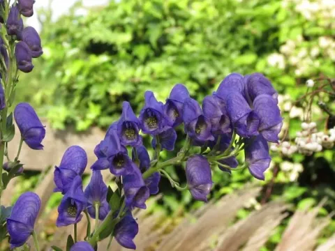 Аконит Генри
