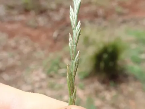 Ryegrass