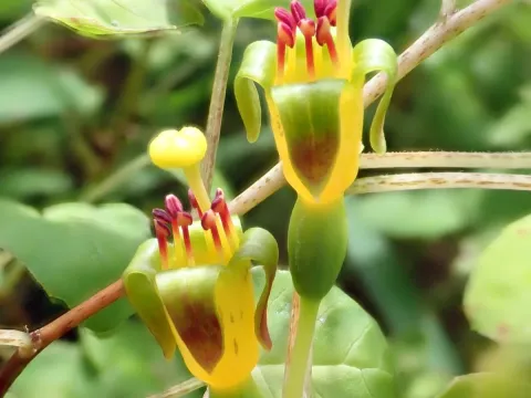 Fuchsia procumbens