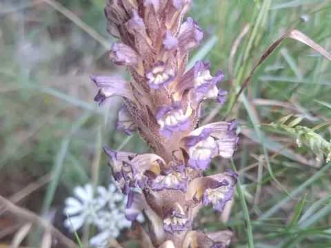 Orobanche grenieri