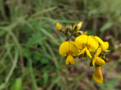 Смития мягкая