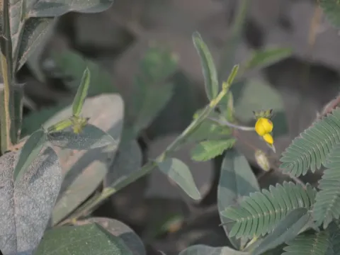 Crotalaria alata