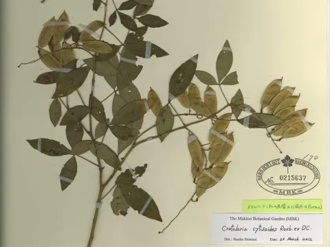 Crotalaria cytisoides