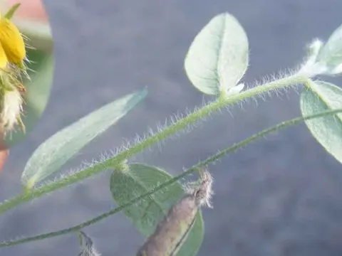 Prostrate rattlepod