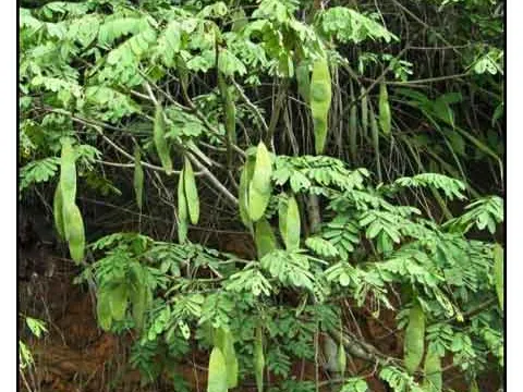 Dalbergia stipulacea