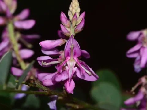 Indigofera cassioides