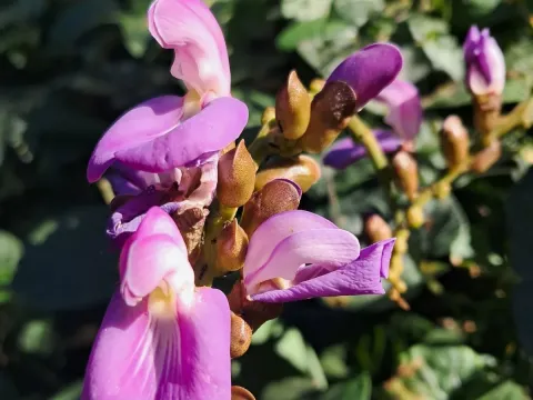 Canavalia africana