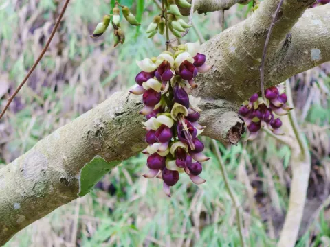 Mucuna macrocarpa