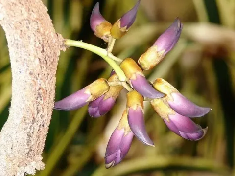 Mucuna nigricans